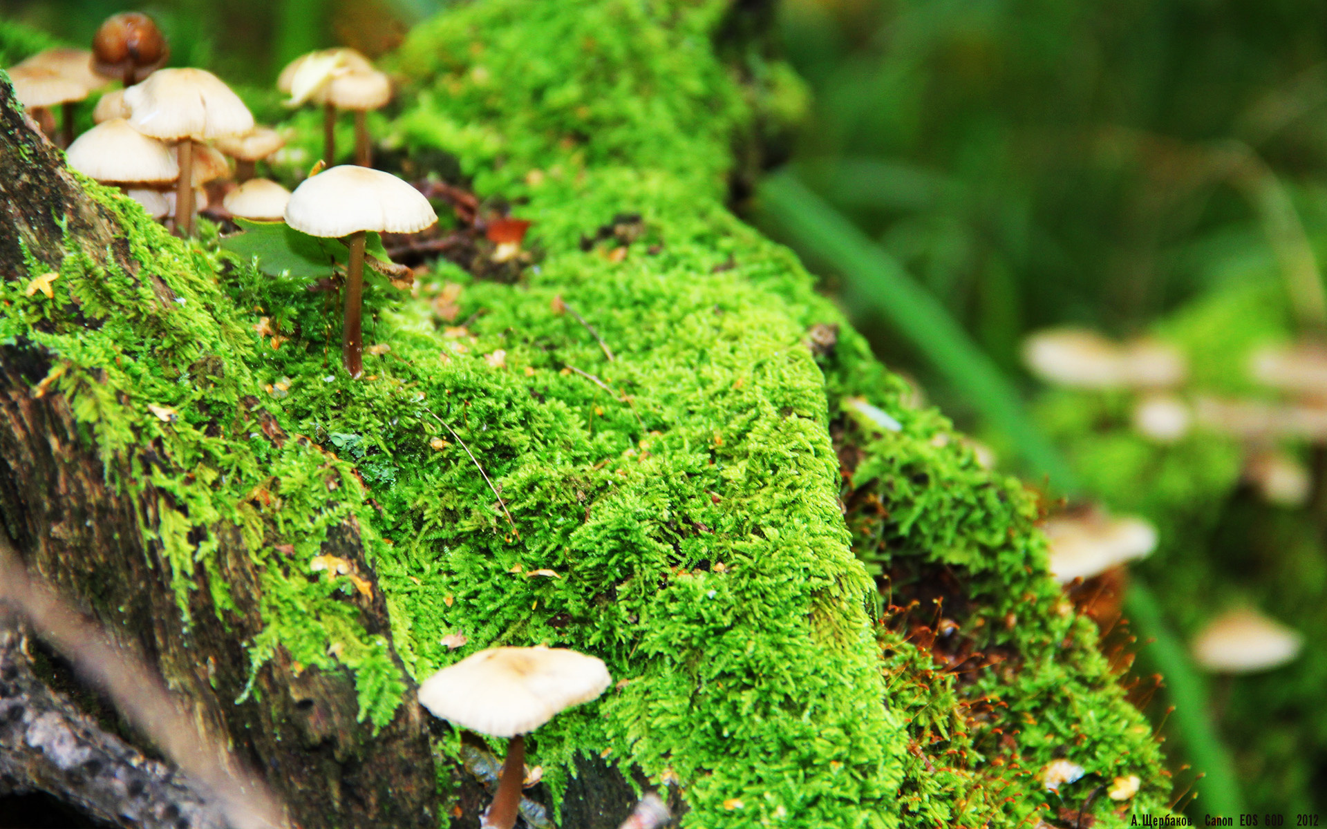 开云体育俱乐部官网-“西甲积分战火激烈,豪门拼搏不止”,西甲积分纪录