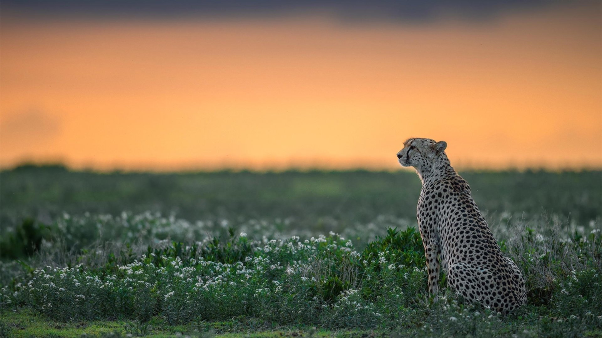 开云真人娱乐官网-传统与未来：球队体系如何平衡“经验”与“潜力”？，球队类型
