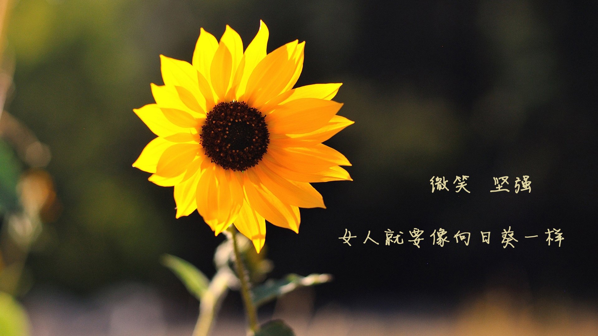 kaiyun中国官方网站-拜仁3-2多特，莱万梅开二度助力，拜仁5-1狂胜 莱万梅开二度